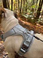 Heavy-Duty Everyday Harness - Baby Blue