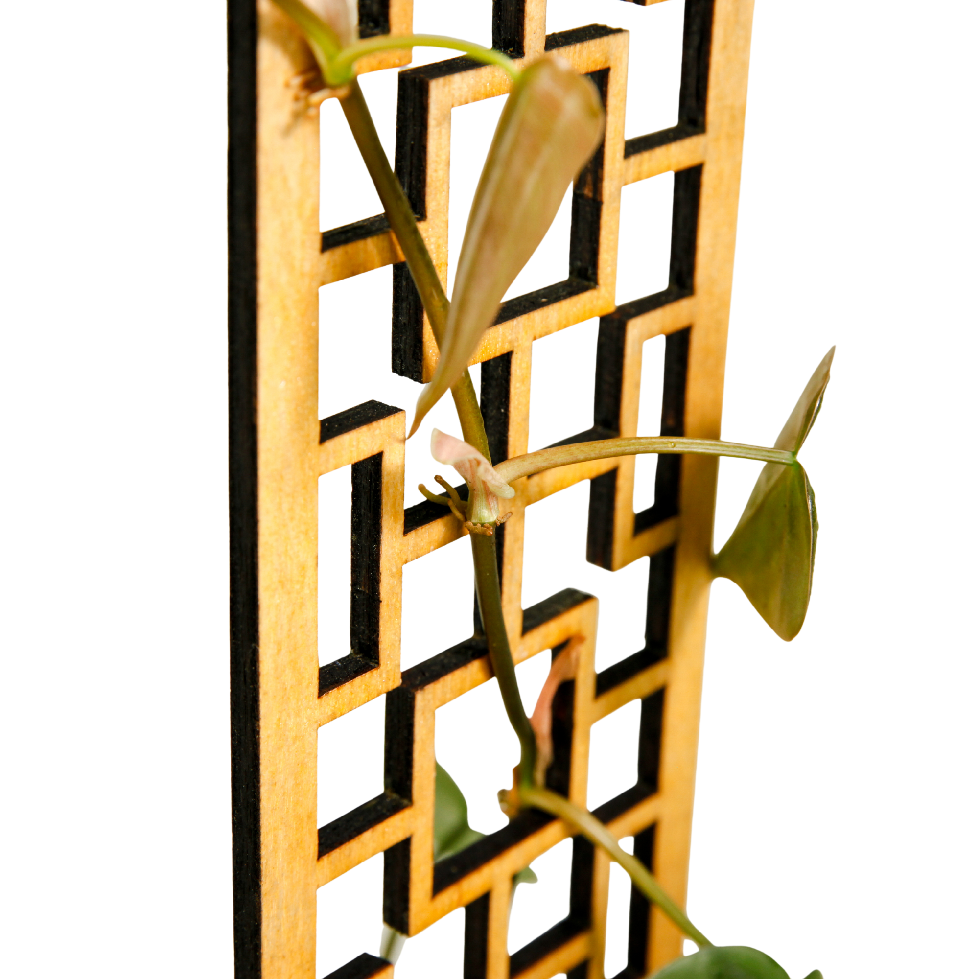 Treillis en Bois Tropical Squares – Mossify