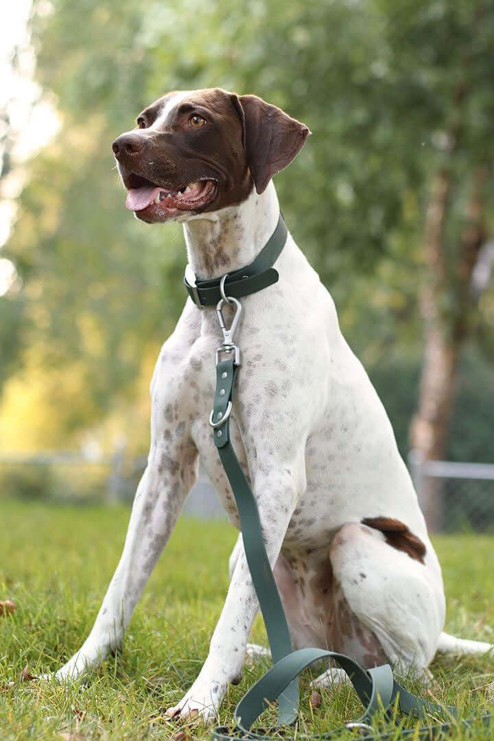 Collier Impérméable pour Chien – PVC Durable – 3 Couleurs – Tag4MyPet